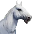 White Horse