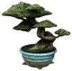 Albero bonsai