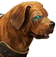 Zingaranischer Alpha-Wachhund
