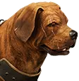 Zingaranischer Wachhund