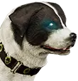 Corinthianischer Hütehund