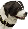 Corinthianischer Hütehund