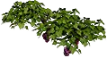 Виноградные лозы