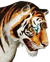 Mächtiger turanischer Tiger