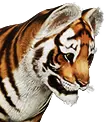 Cucciolo di tigre turaniana