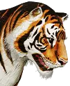 Turanische Tiger