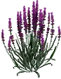 Arbusto de alfazema
