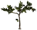 Albero di limoni