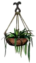 中型懸垂植物