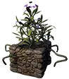 Appezzamento ornamentale (loto purpureo)