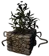 Appezzamento ornamentale (loro nero)