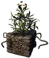 Appezzamento ornamentale (loto d'oro)