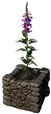 Appezzamento ornamentale (Gloria di Asura)