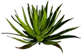 芦荟叶
