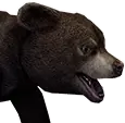 Filhote de urso