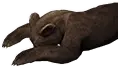 Carcaça de urso