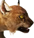 Filhote de lince-insular