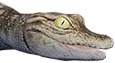 Filhote de crocodilo