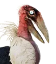 Piccolo di pellicano di Siptah