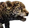 Filhote de jaguar
