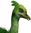 Filhote de bico-de-sapato