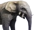 Filhote de elefante antediluviano