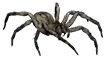 Aranhinha