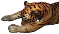 Carcassa di tigre