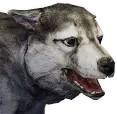 Filhote de lobo