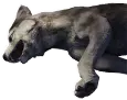 オオカミの死骸