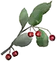 Frutinhas das Terras Altas