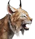 Lince-insular