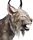 Lince-insular enorme
