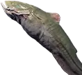 Bagre