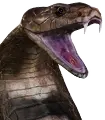 Cobra