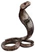 Filhote de cobra
