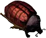 Cochinilla