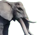 Elefante domado