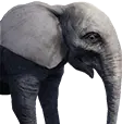 Filhote de elefante