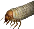 Larva gorda