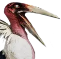 Pellicano di Siptah