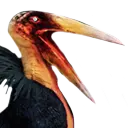 Pellicano di Siptah maggiore