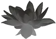 Graulotus-Blüte