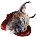 山猫的头