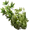 Lúpulo