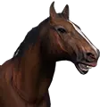 Cavalo