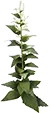 Fermento