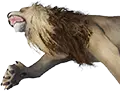 Lion Carcass