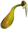 Glândula de toxina do Terror das Dunas