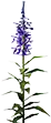 Flor azul de medianoche